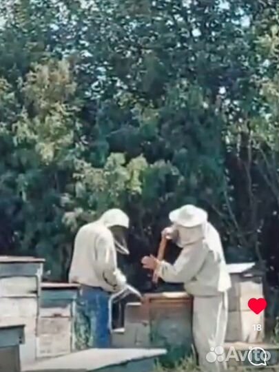 Ульи с пчелами и пчелиные семьи