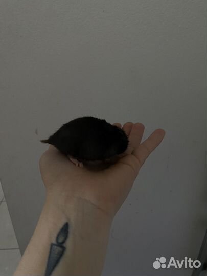 Сирийские хомячки