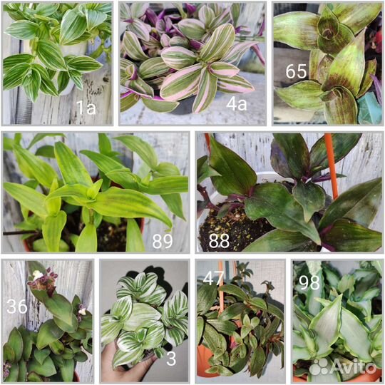 Традесканции сортовые новинки часть 1