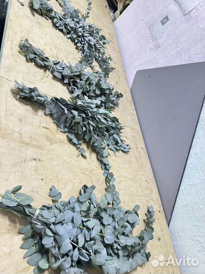 Эвкалипт свежий из абхазии