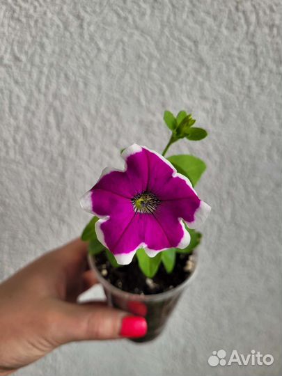 Петунии вегетативные