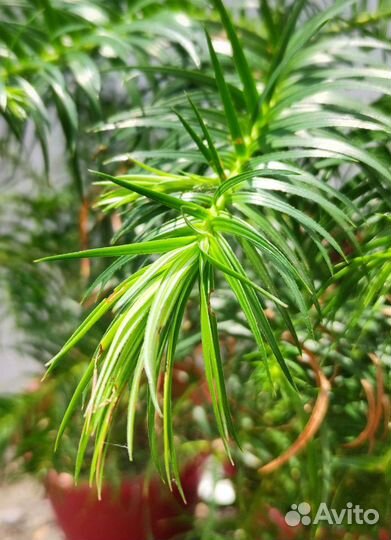 Куннингамия ланцетовидная