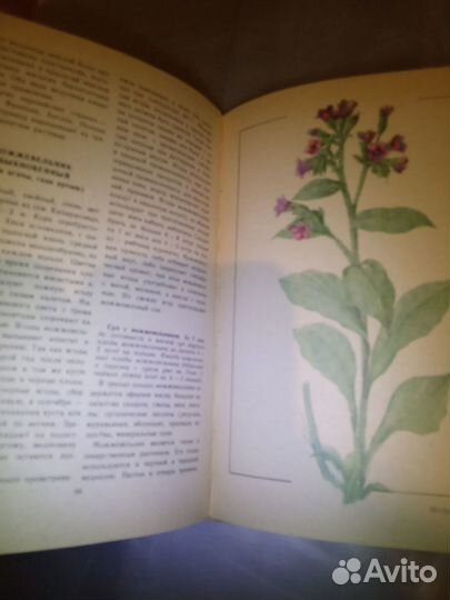 Книги Дикорастущие лекарственные растения