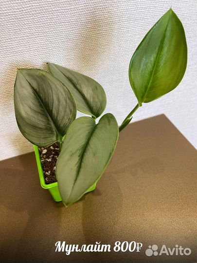 Сциндапсус,эпипремнум