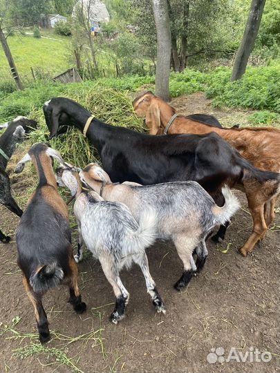 Козочки и козлики нубийские