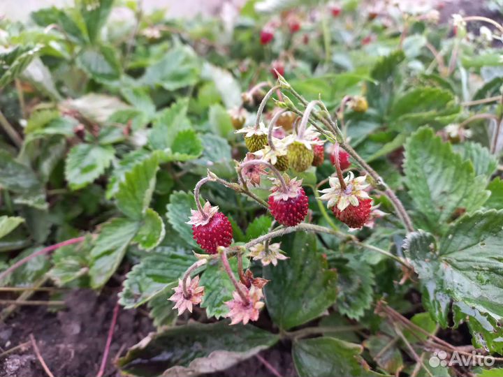 Ремонтантная земляника (усики)