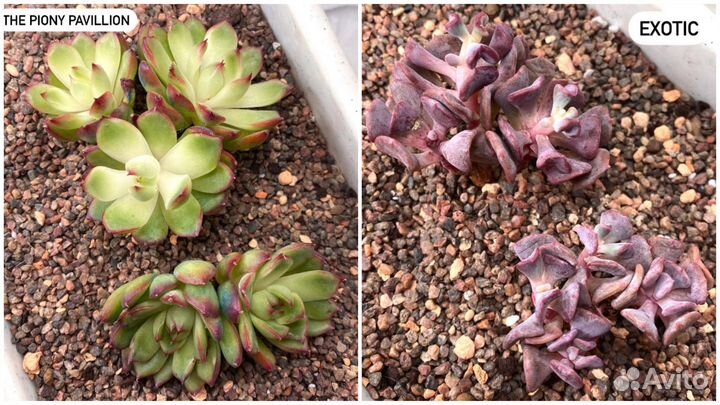 Редкие корейские суккуленты в наличии. Часть 3