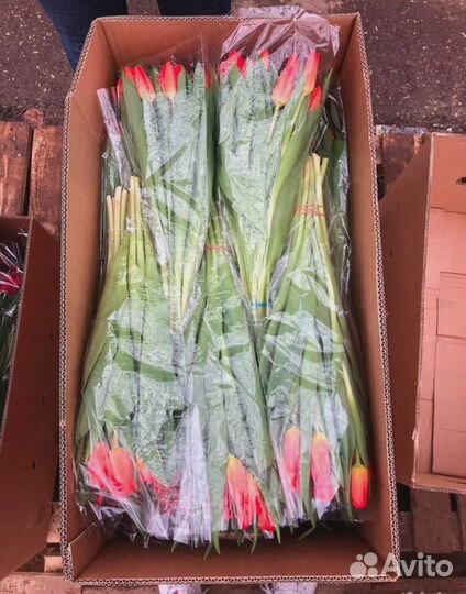 Тюльпаны со склада