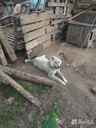 Собаки щенки бесплатно