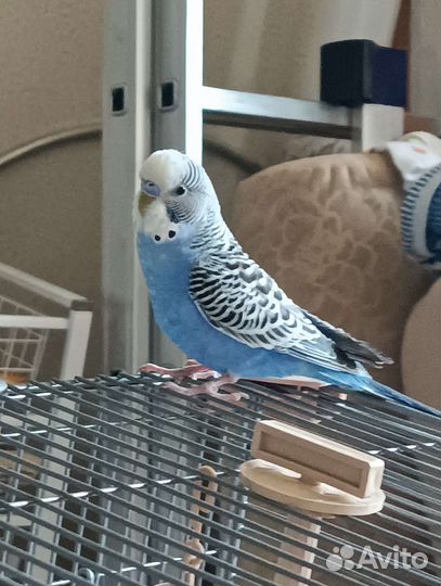 Передержка для домашних животных