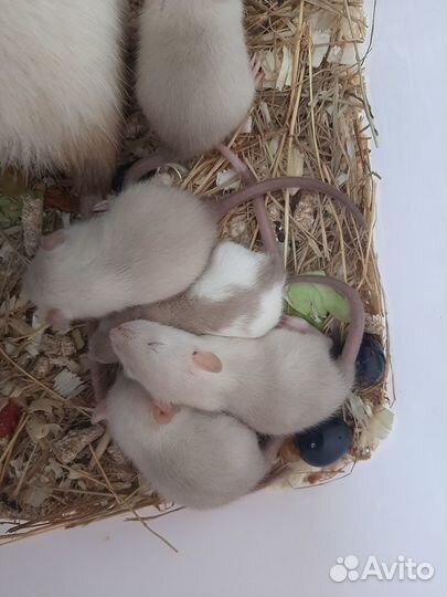 Крыски малыши сиамы