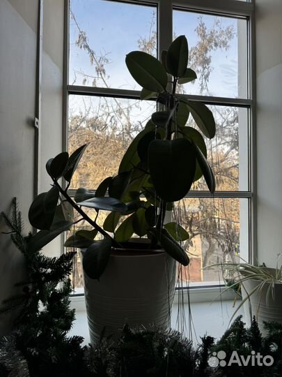 Фикус шефлера