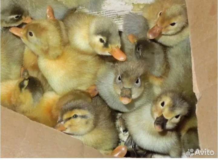 Гусята,утята,цыплята бройлер