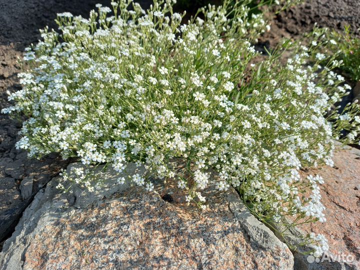 Гипсофила ползучая белая и розовая