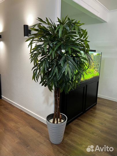 Озеленение помещений / деревья / фитокартины