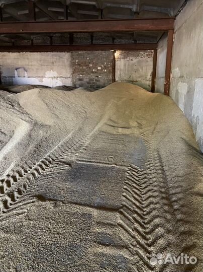 Зерно ячмень