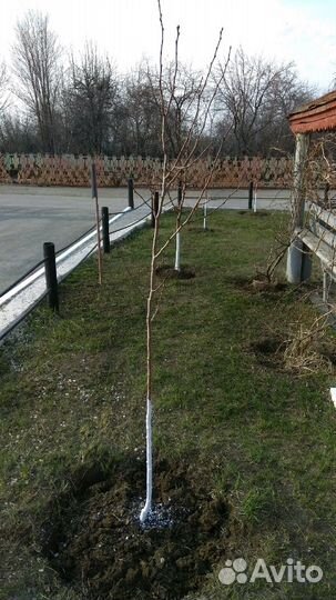 Продам саженцы плодовых деревьев