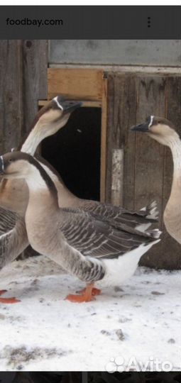 Гусаков и гусынь кубанских