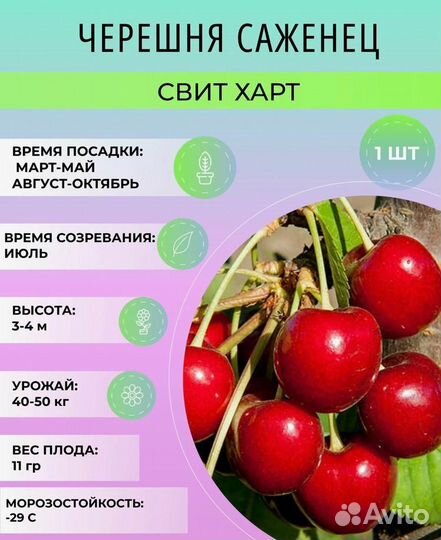 Растения для сада