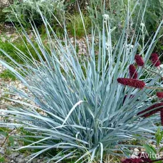 Эримус /фалярис