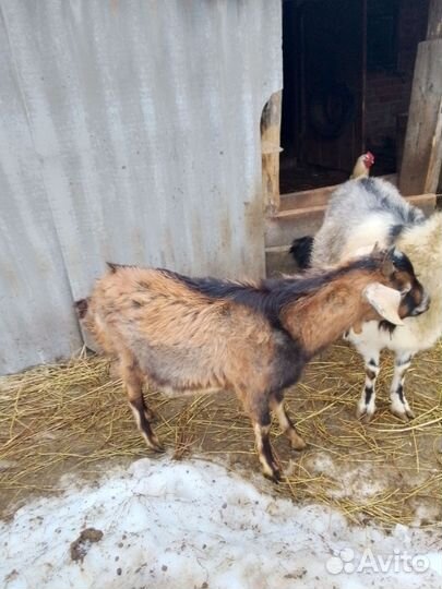 Коза ламанча