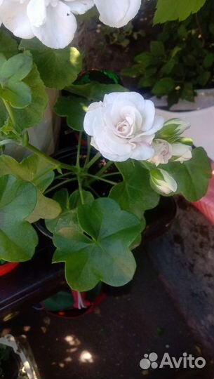 Пеларгонии