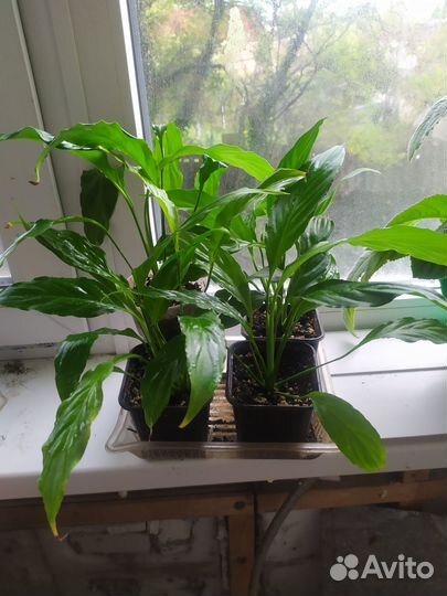 Мирт мелколистный, спатифиллум