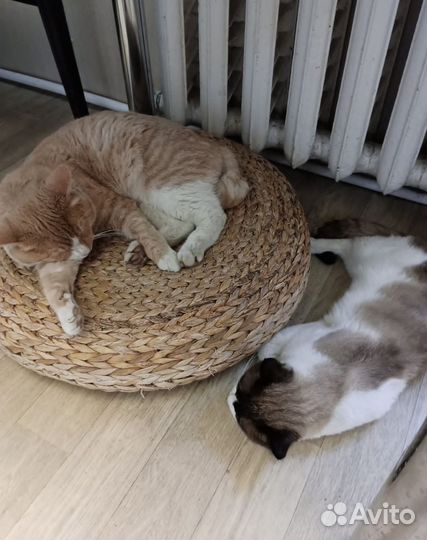 Молодые котики, в добрые руки, кастрированны