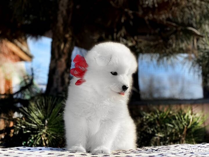 Малышка самоед, девочка