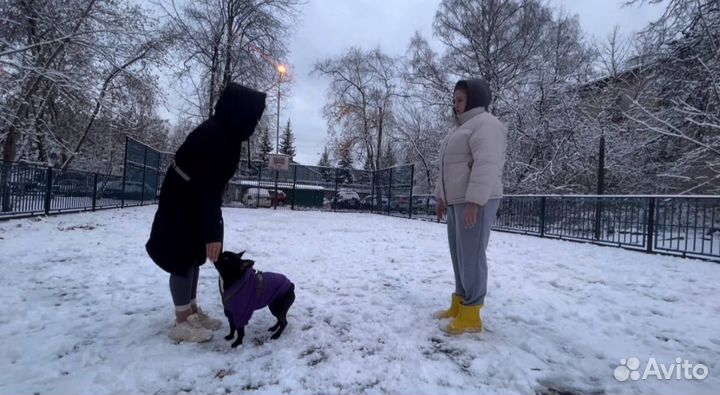 Кинолог. Специалист по воспитанию собак