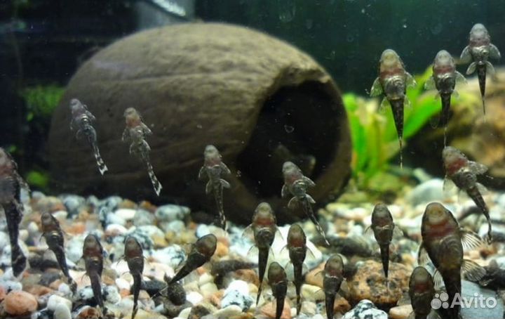 Буцефаландры,сомики анцитрусы