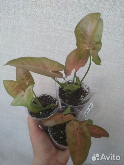 Сингониум Неон