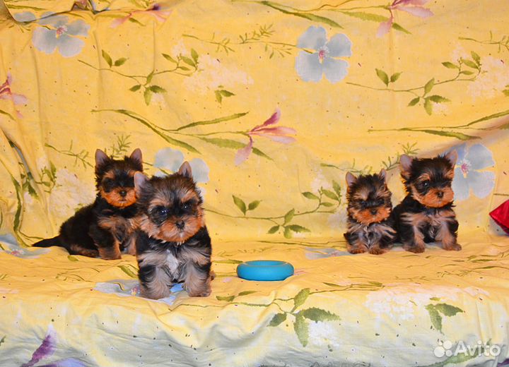 Йоркширский терьер-очень красивые малыши