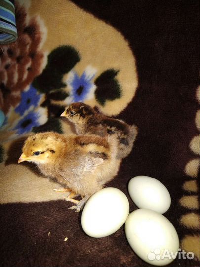 Яйцо индюшиное