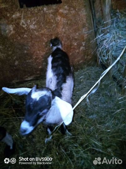 Козел альпийский