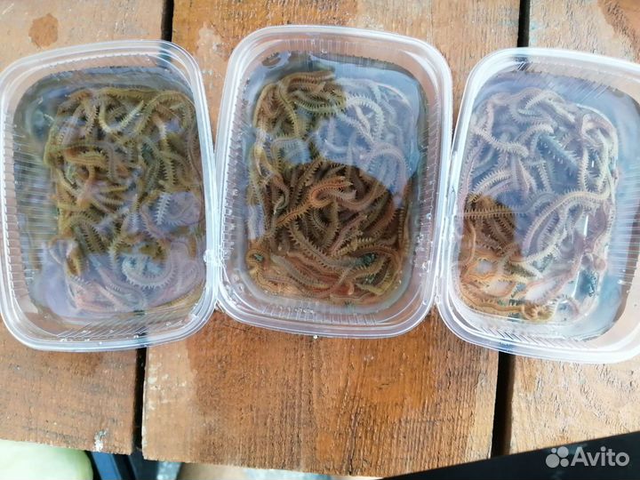 Морской червь