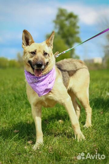 Метис из приюта