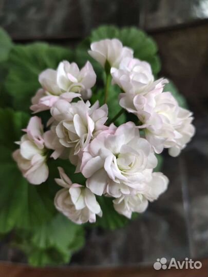 Пеларгония April Snow продажа или обмен