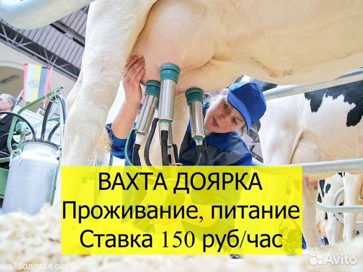 Вахта. Дояр 18+