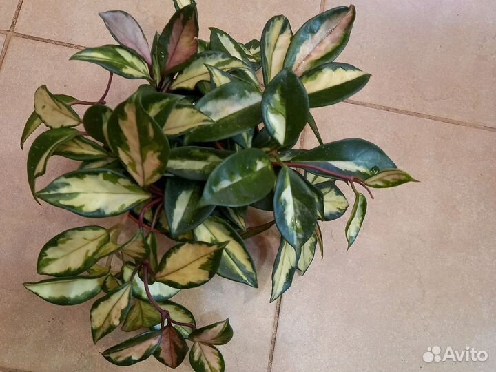 Хойя карноза триколор