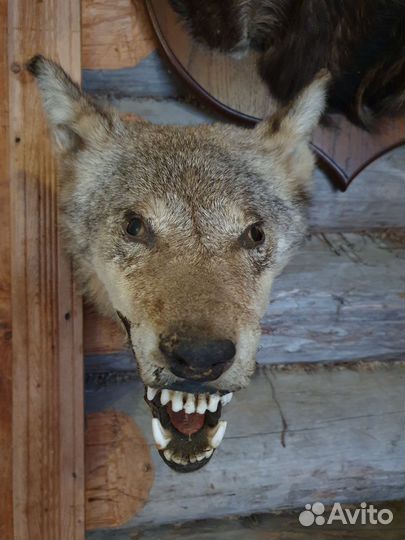 Чучело голова волка