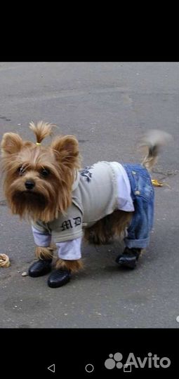 Обувь для собак