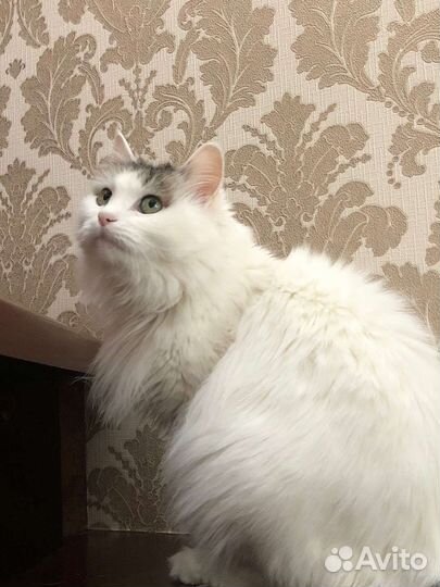 Кошечка в добрые руки