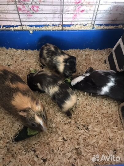 Домашние животные грызуны