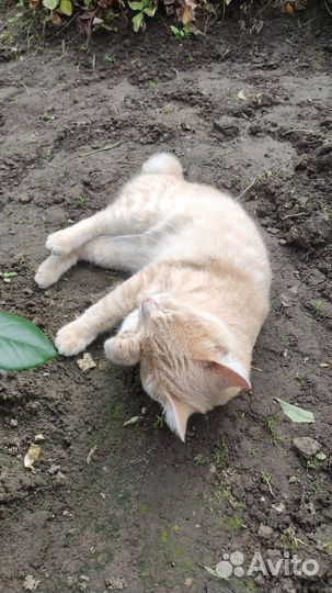 Котенок ждёт любящих родителей