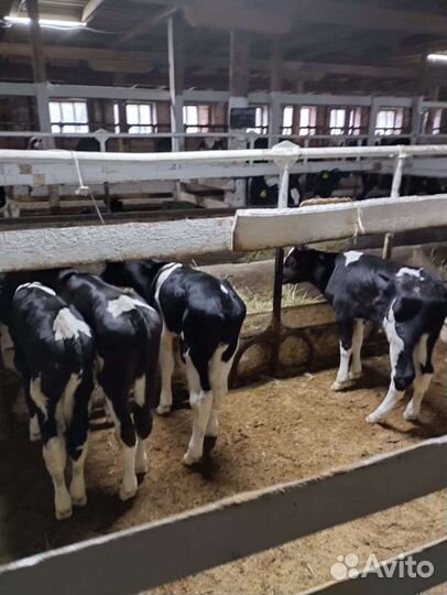 Бычки телята