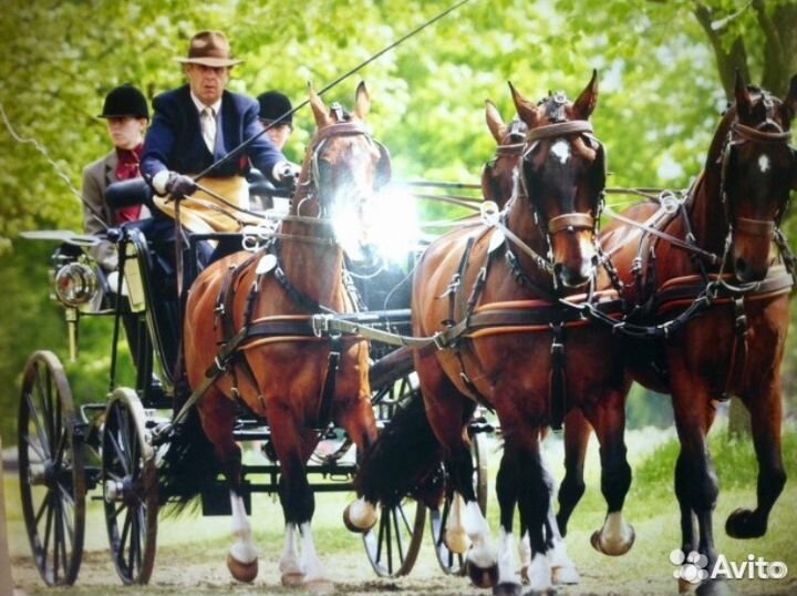 Упряжь для лошадей, производства гост