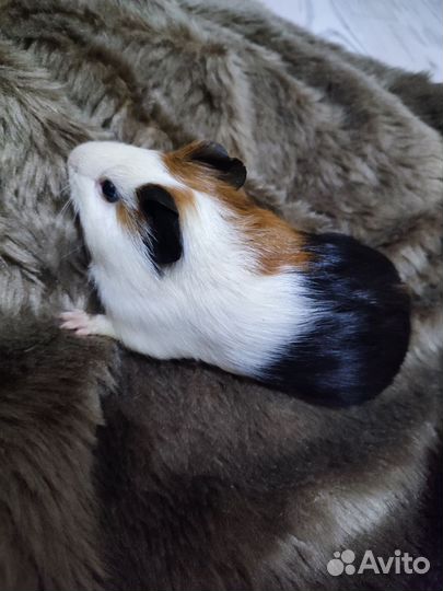 Морская свинка