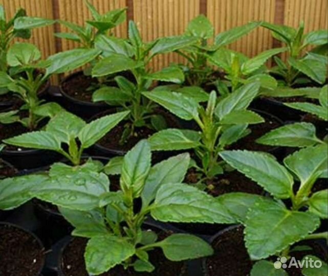 Рассада, Вероника