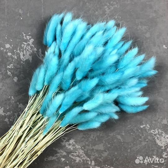 Лагурус голубой